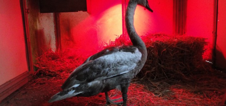 cygne