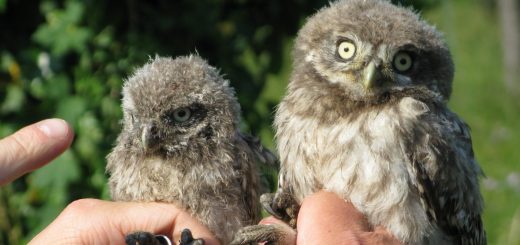 Le hibou grand-duc fait son retour en Alsace - Le Parisien